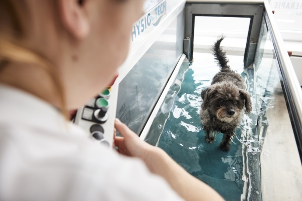 Hund auf dem Unterwasserlaufband