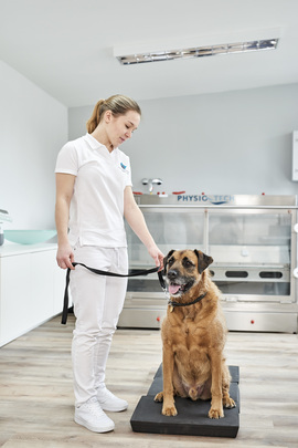 Hund auf dem Balancepad