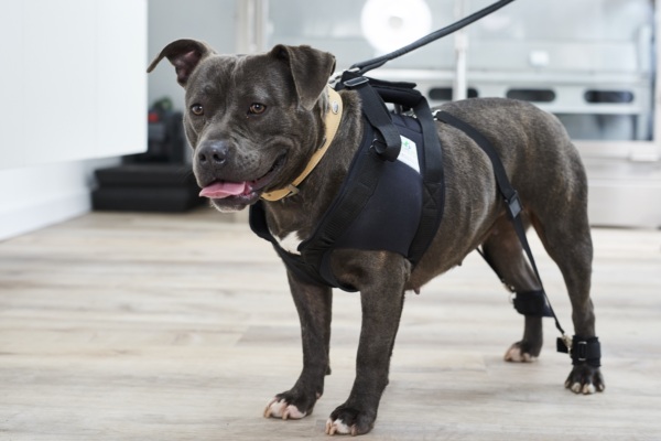 Hund mit Hundeexpander Flexipander