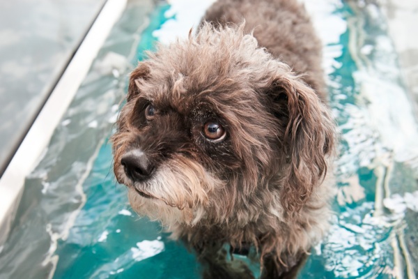 Patti auf dem Unterwasserlaufband